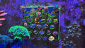 XXL Magnetic Vertical Coral Frag Rack