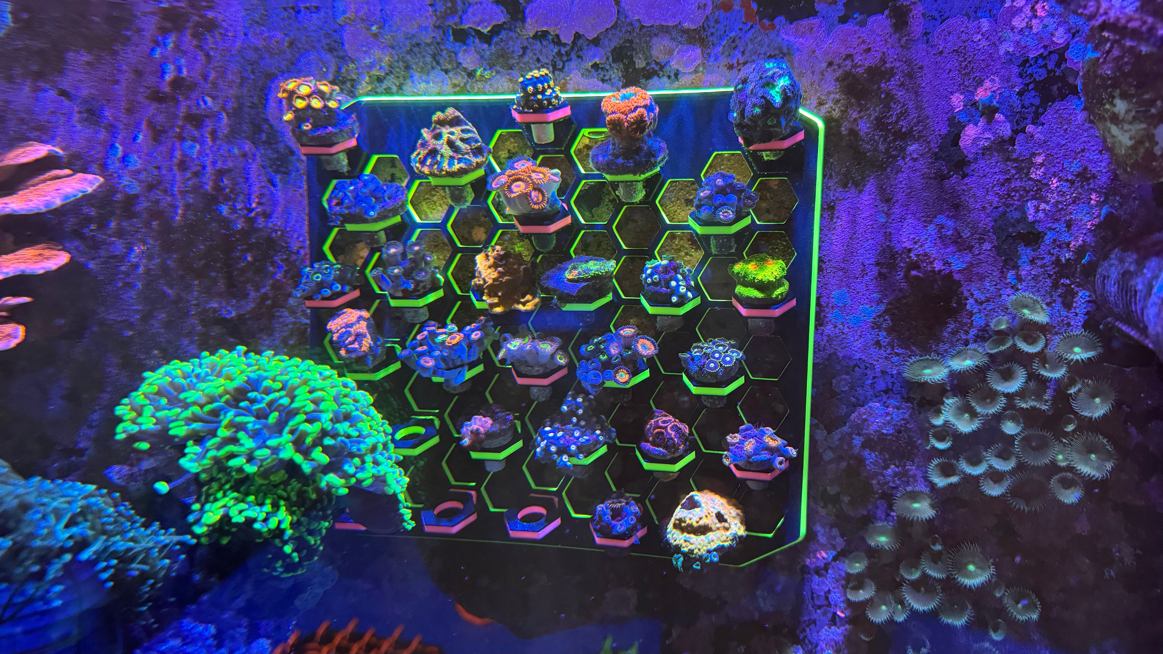 XXL Magnetic Vertical Coral Frag Rack