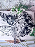 Moth Suncatcher