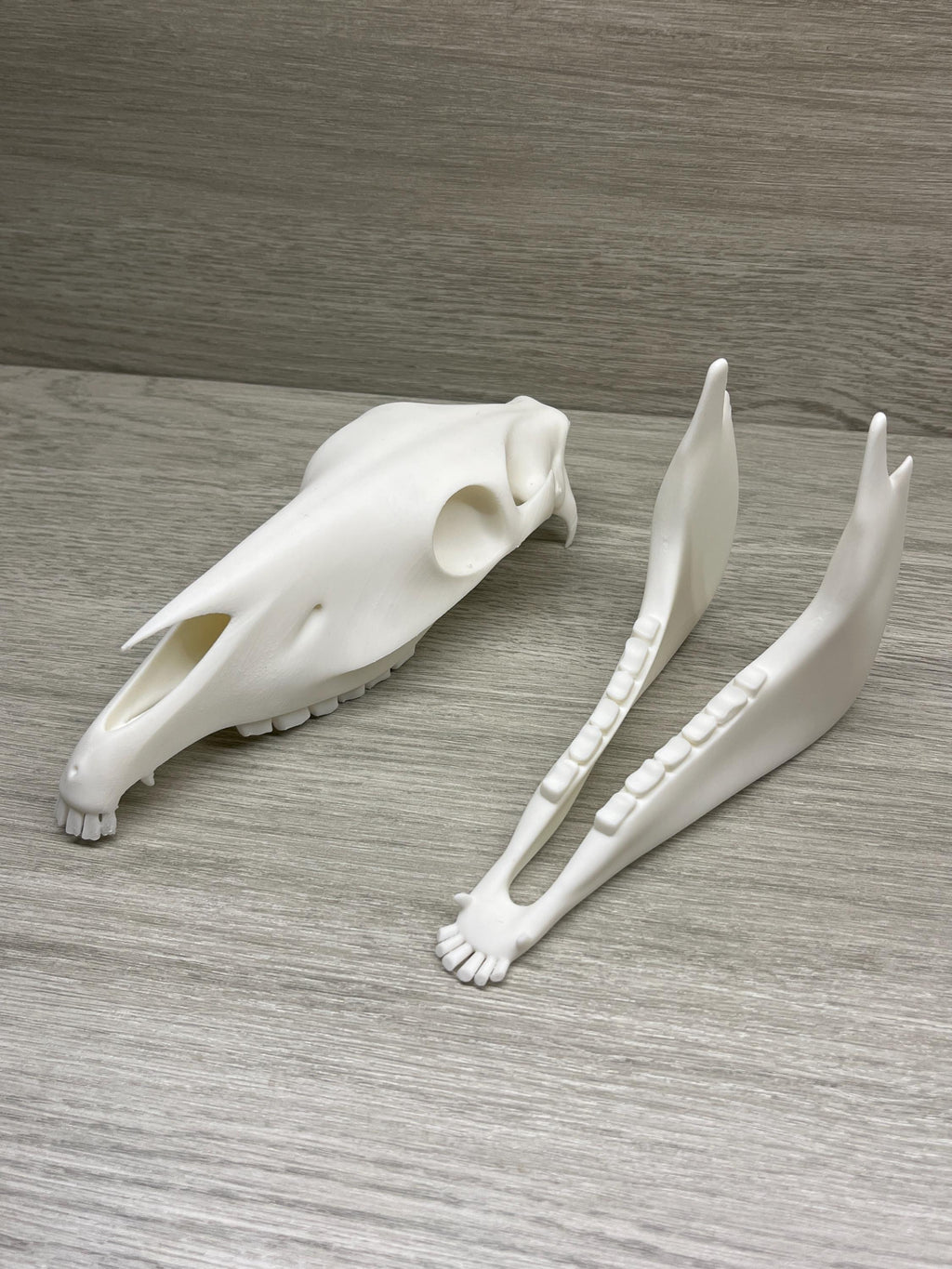 7 inch 3D Printed Horse Skull