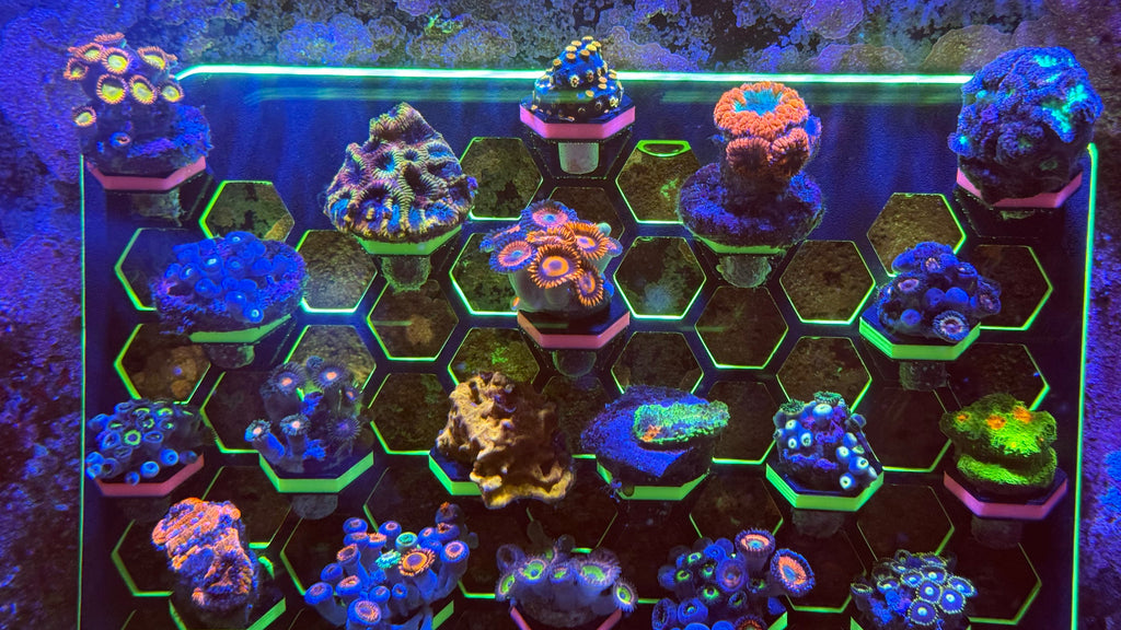 XXL Magnetic Vertical Coral Frag Rack