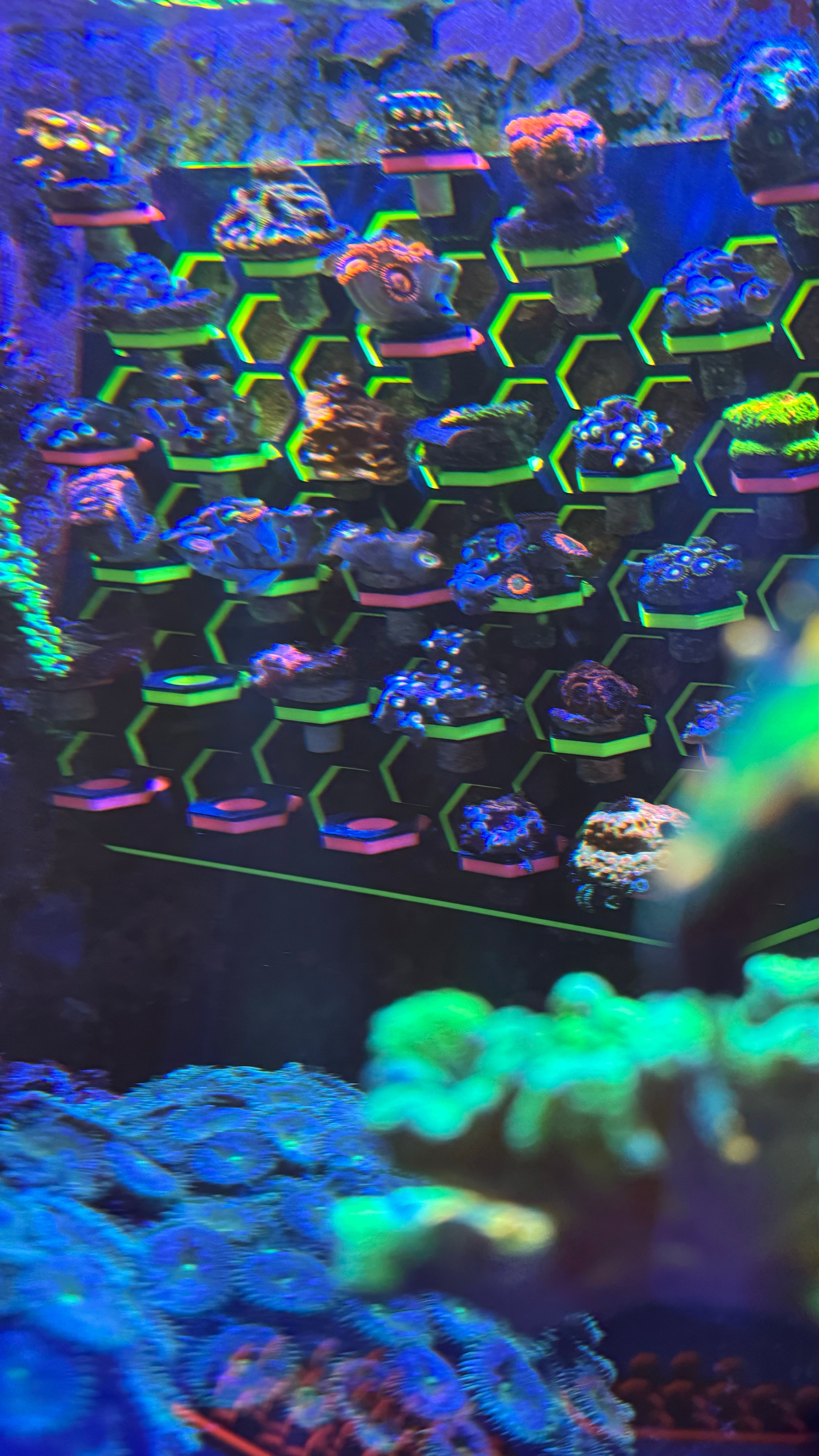 XXL Magnetic Vertical Coral Frag Rack