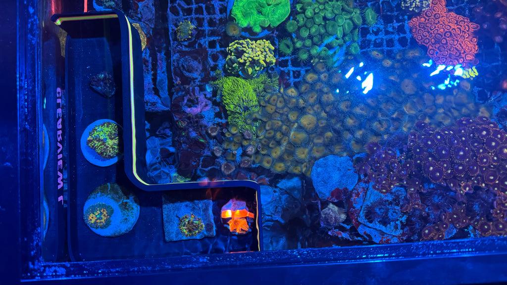 Large ClearView Coral Viewer