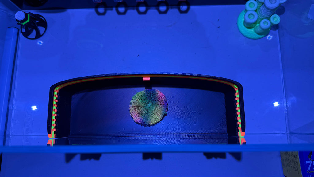 XL ClearView Coral Viewer