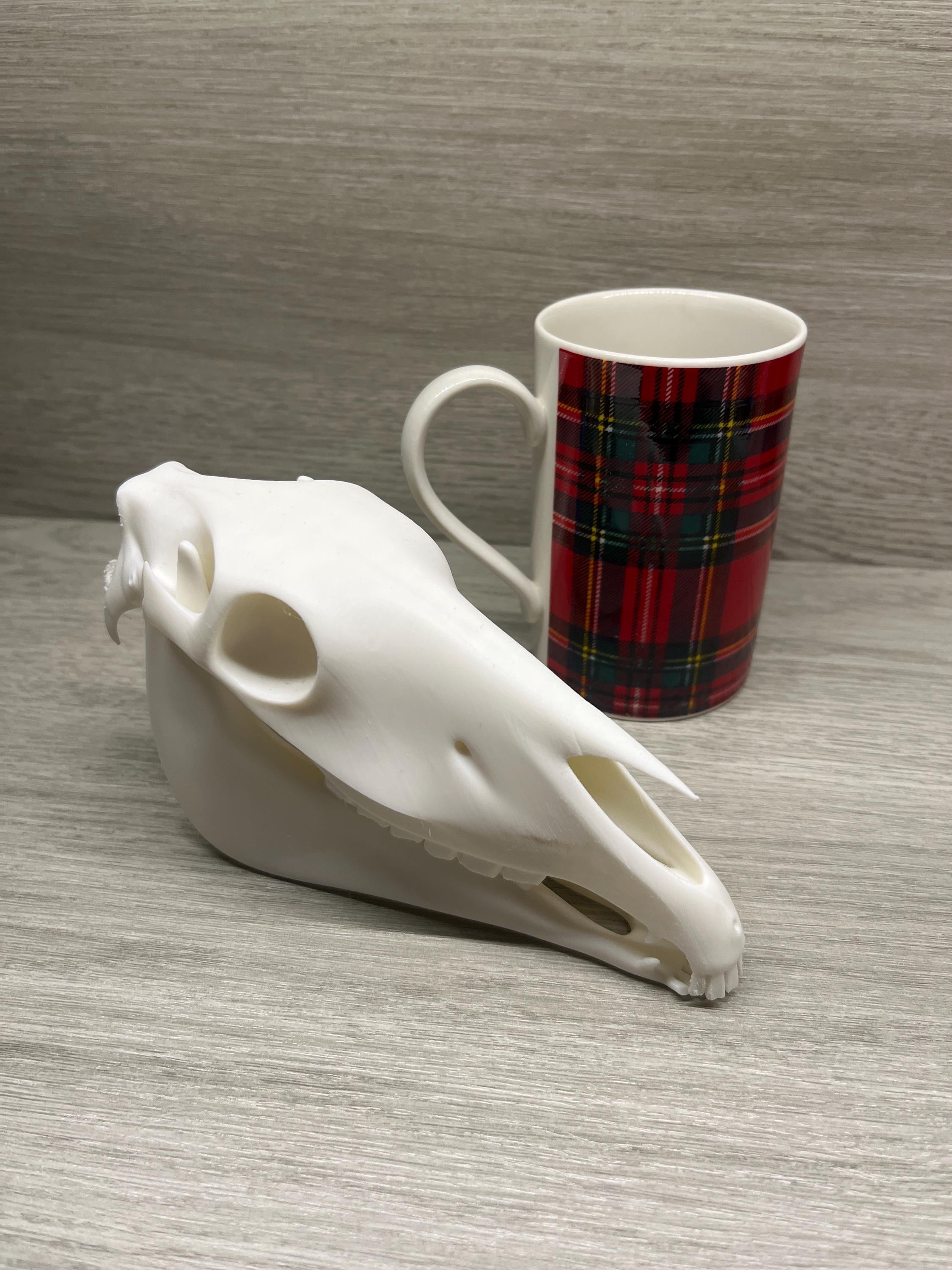 7 inch 3D Printed Horse Skull