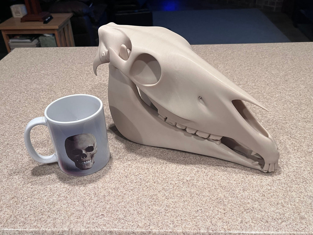 Extra Large 3D Printed Horse Skull: PLA Plastic, 12-Inch