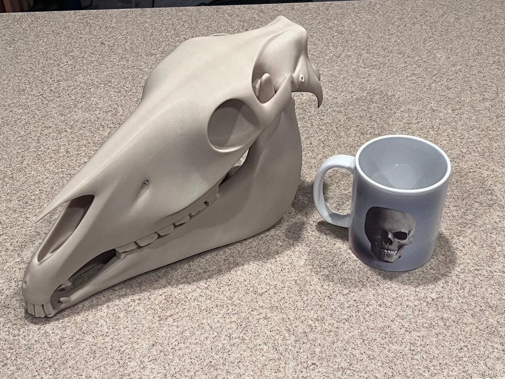 Extra Large 3D Printed Horse Skull: PLA Plastic, 12-Inch
