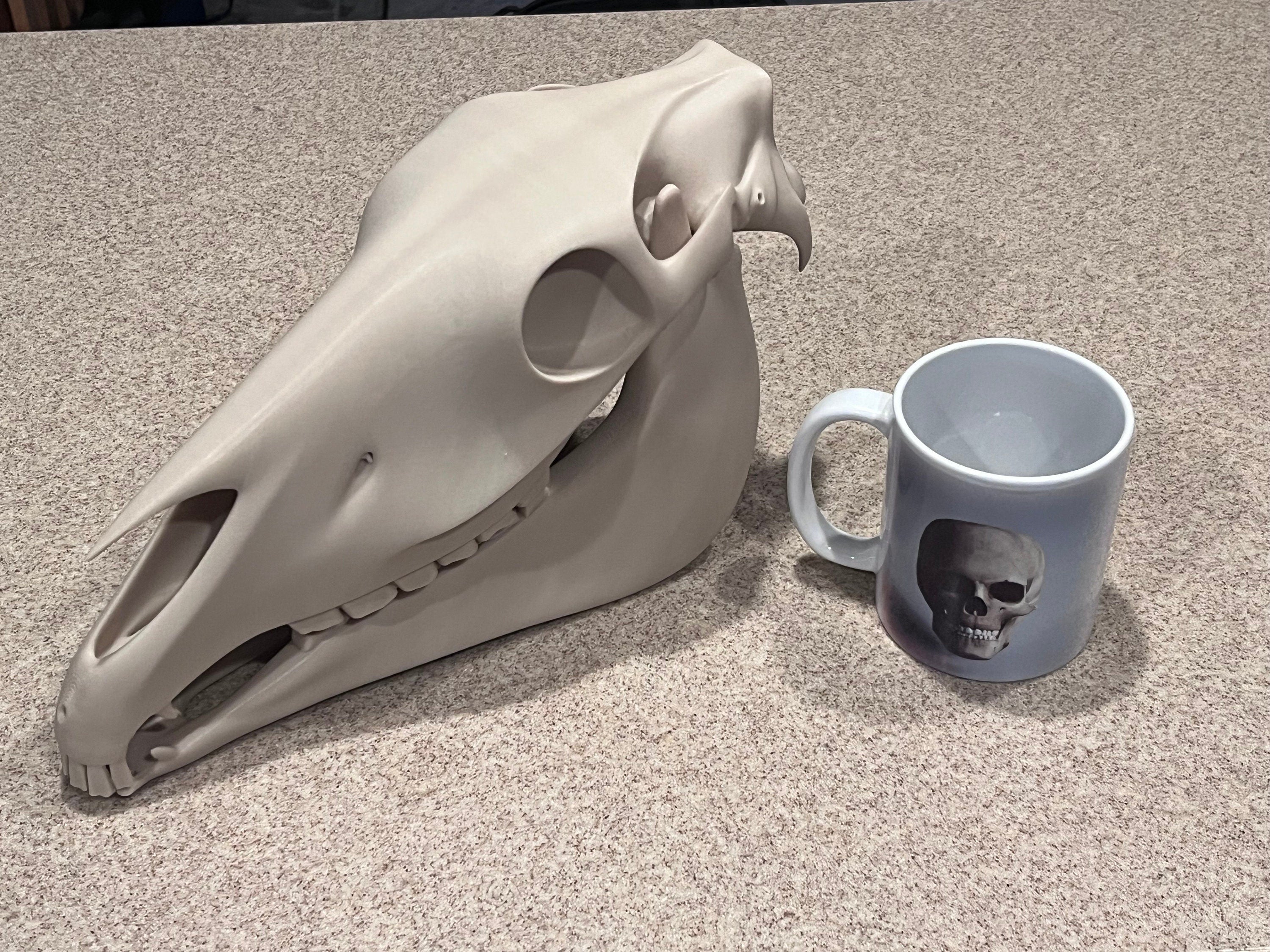 Extra Large 3D Printed Horse Skull: PLA Plastic, 12-Inch