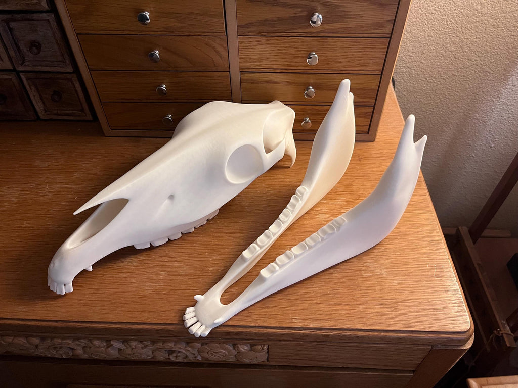Extra Large 3D Printed Horse Skull: PLA Plastic, 12-Inch