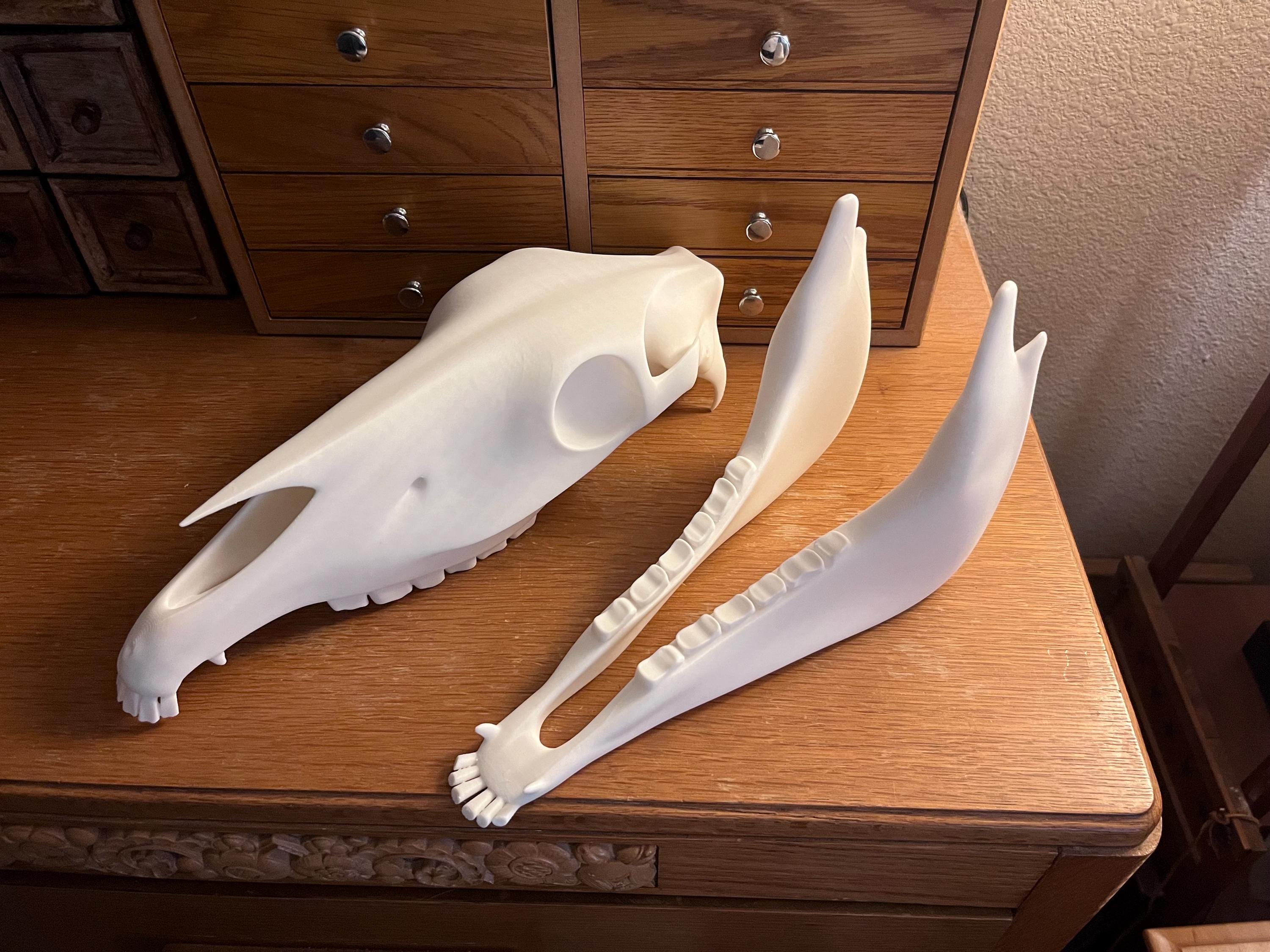 Extra Large 3D Printed Horse Skull: PLA Plastic, 12-Inch