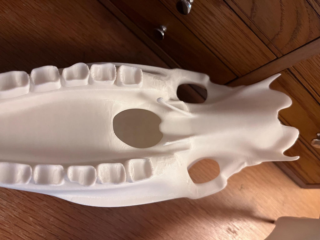 Extra Large 3D Printed Horse Skull: PLA Plastic, 12-Inch