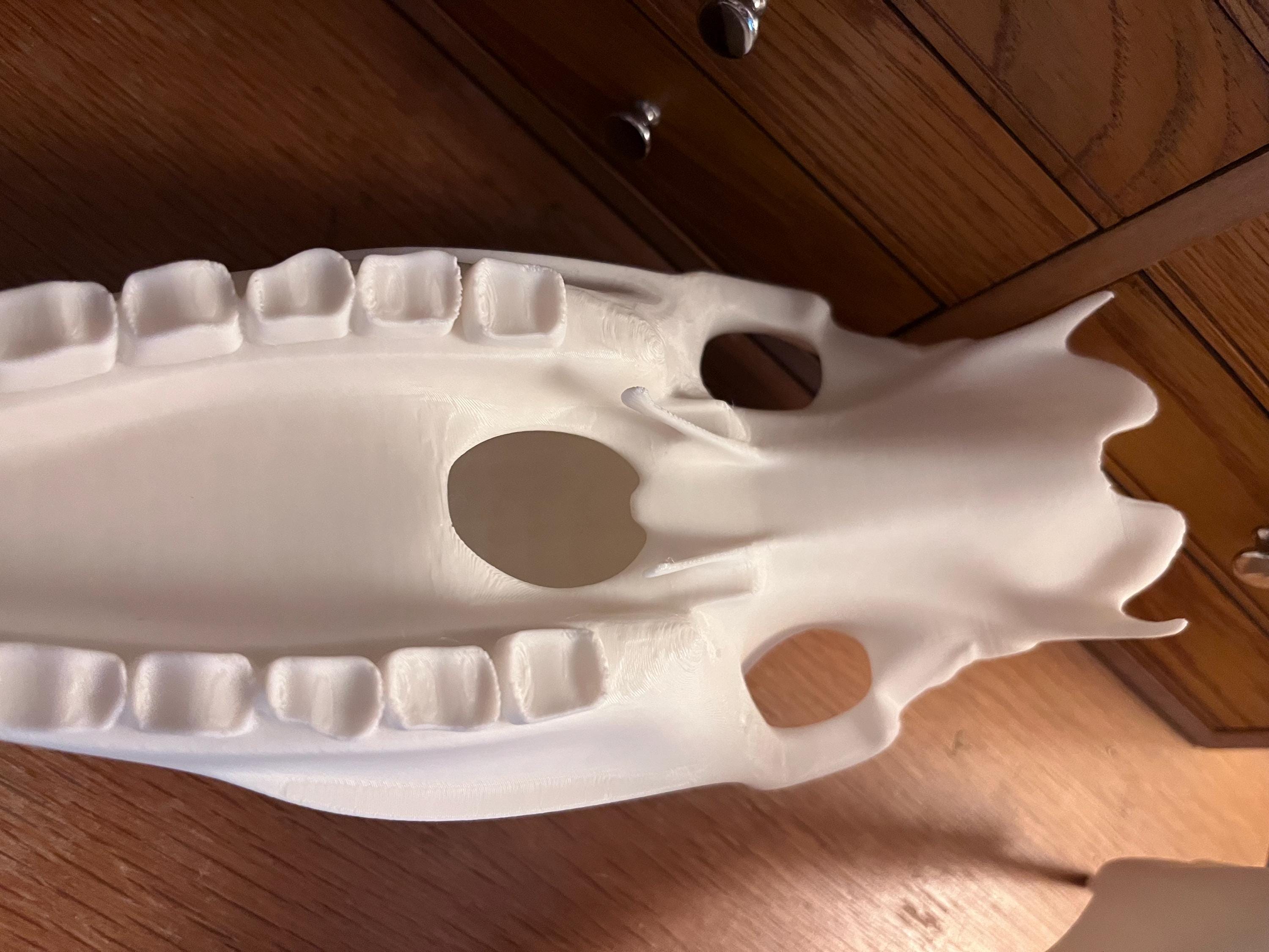 Extra Large 3D Printed Horse Skull: PLA Plastic, 12-Inch