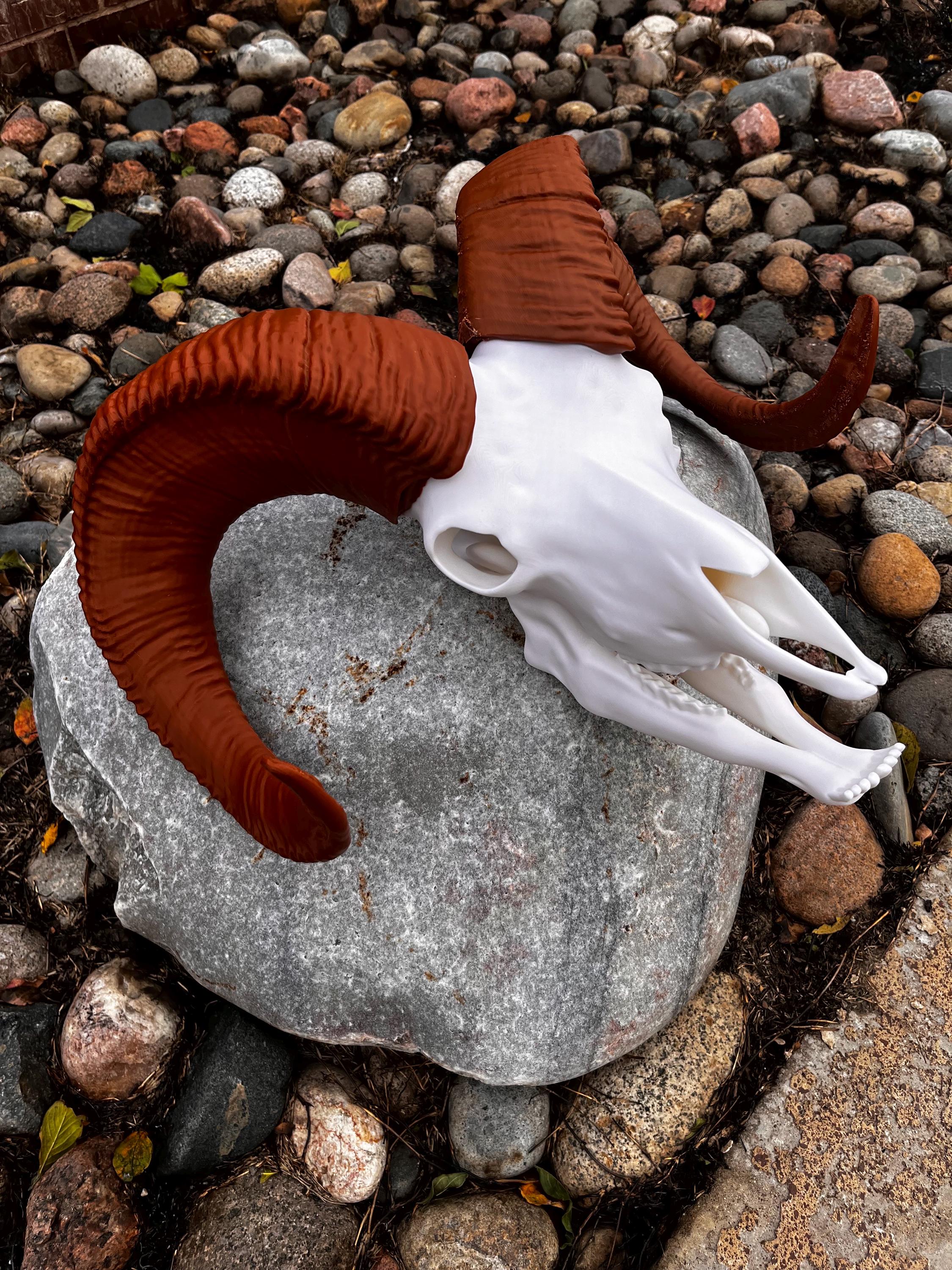 3D Printed Bighorn Sheep Skull Replica: Gothic Altar Decor