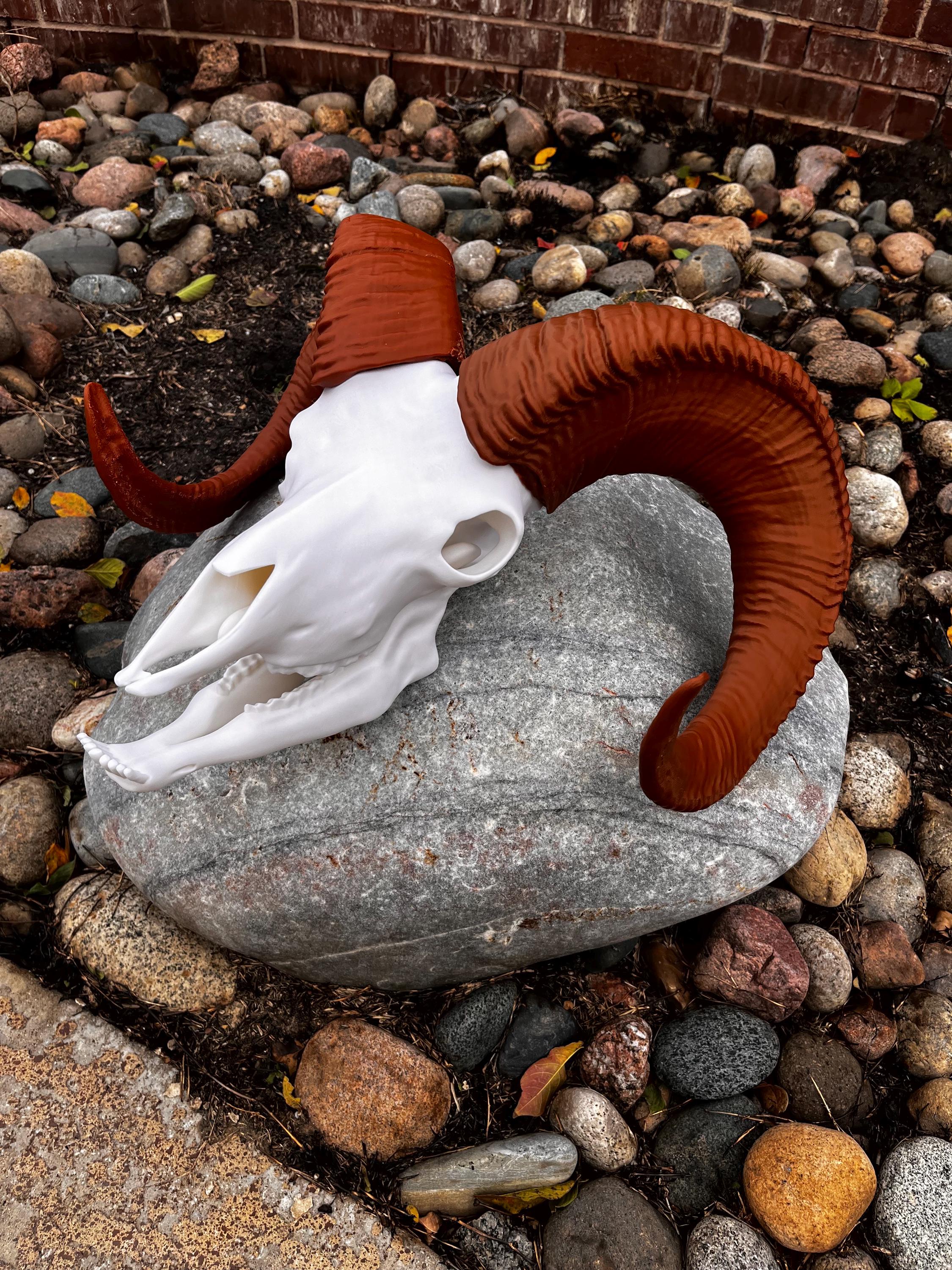 3D Printed Bighorn Sheep Skull Replica: Gothic Altar Decor