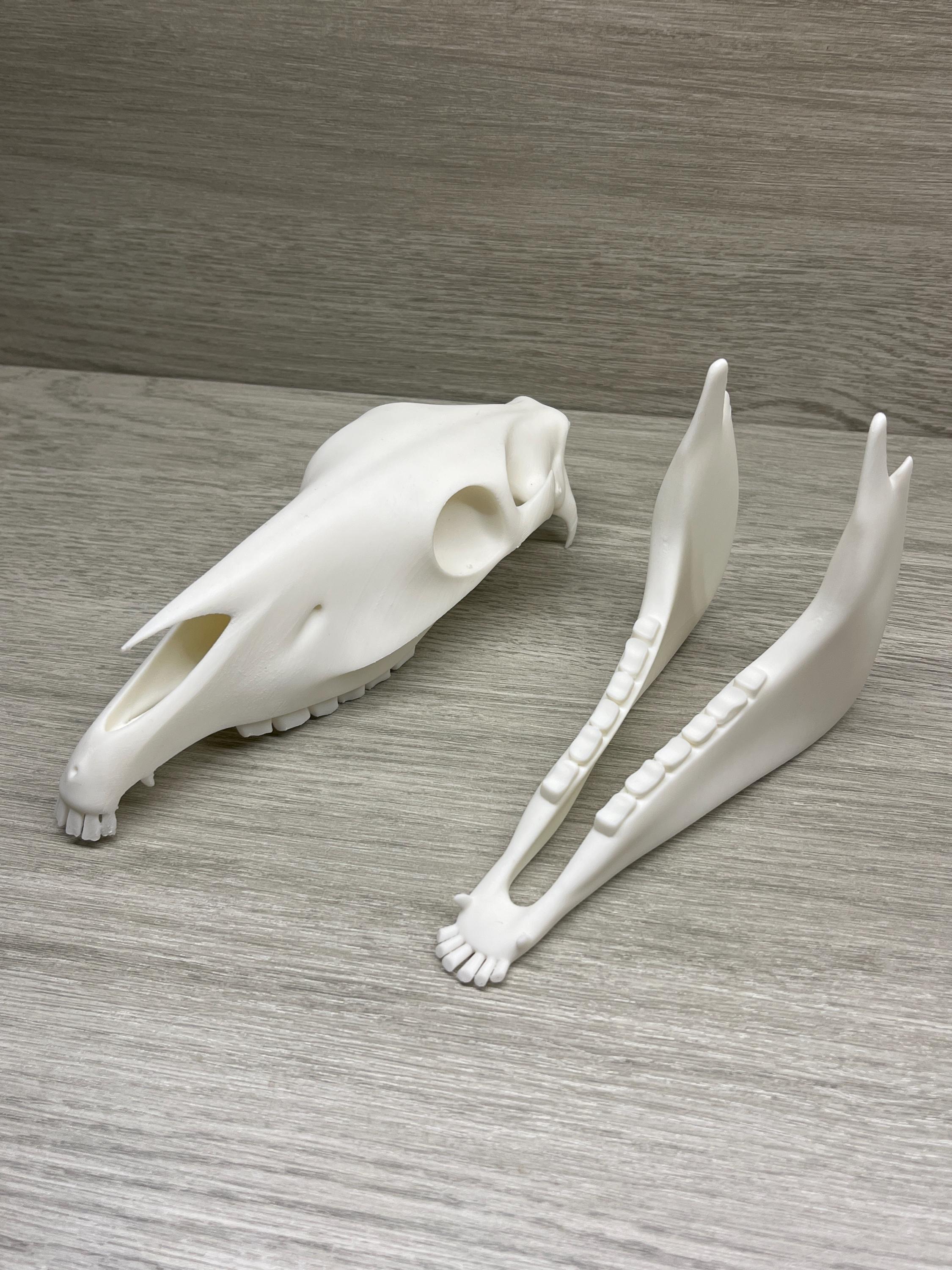 7 inch Horse Skull (3D Printed PLA Plastic)