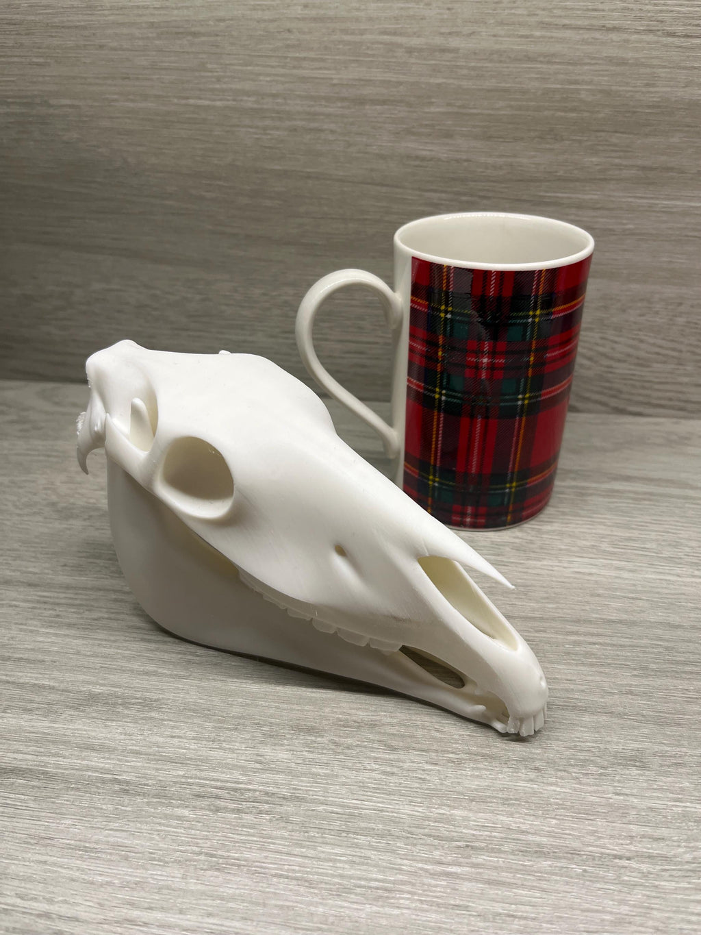 7 inch Horse Skull (3D Printed PLA Plastic)