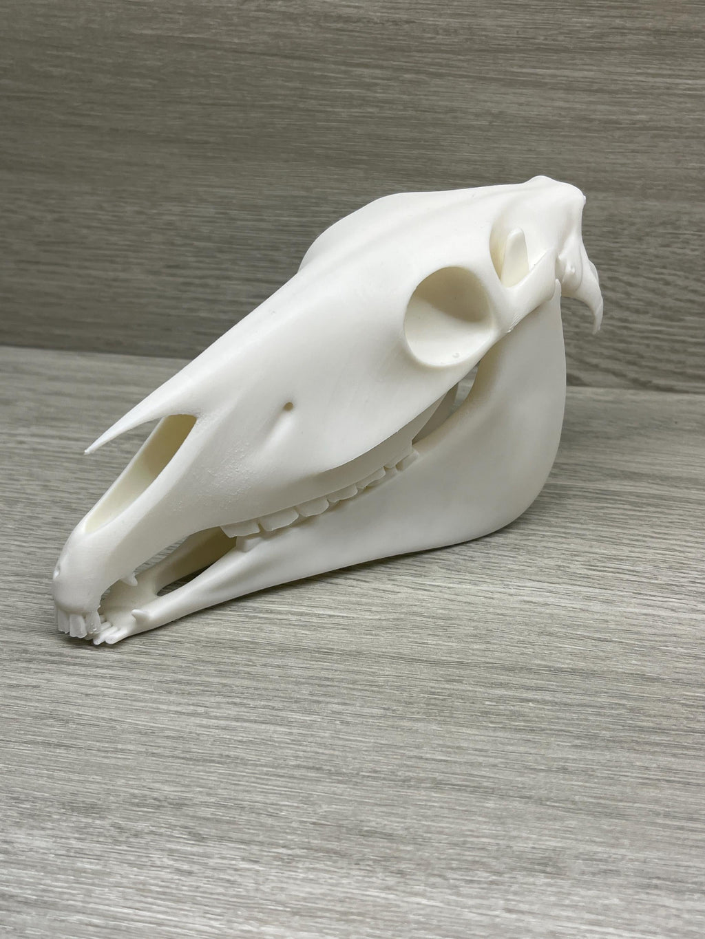 7 inch Horse Skull (3D Printed PLA Plastic)