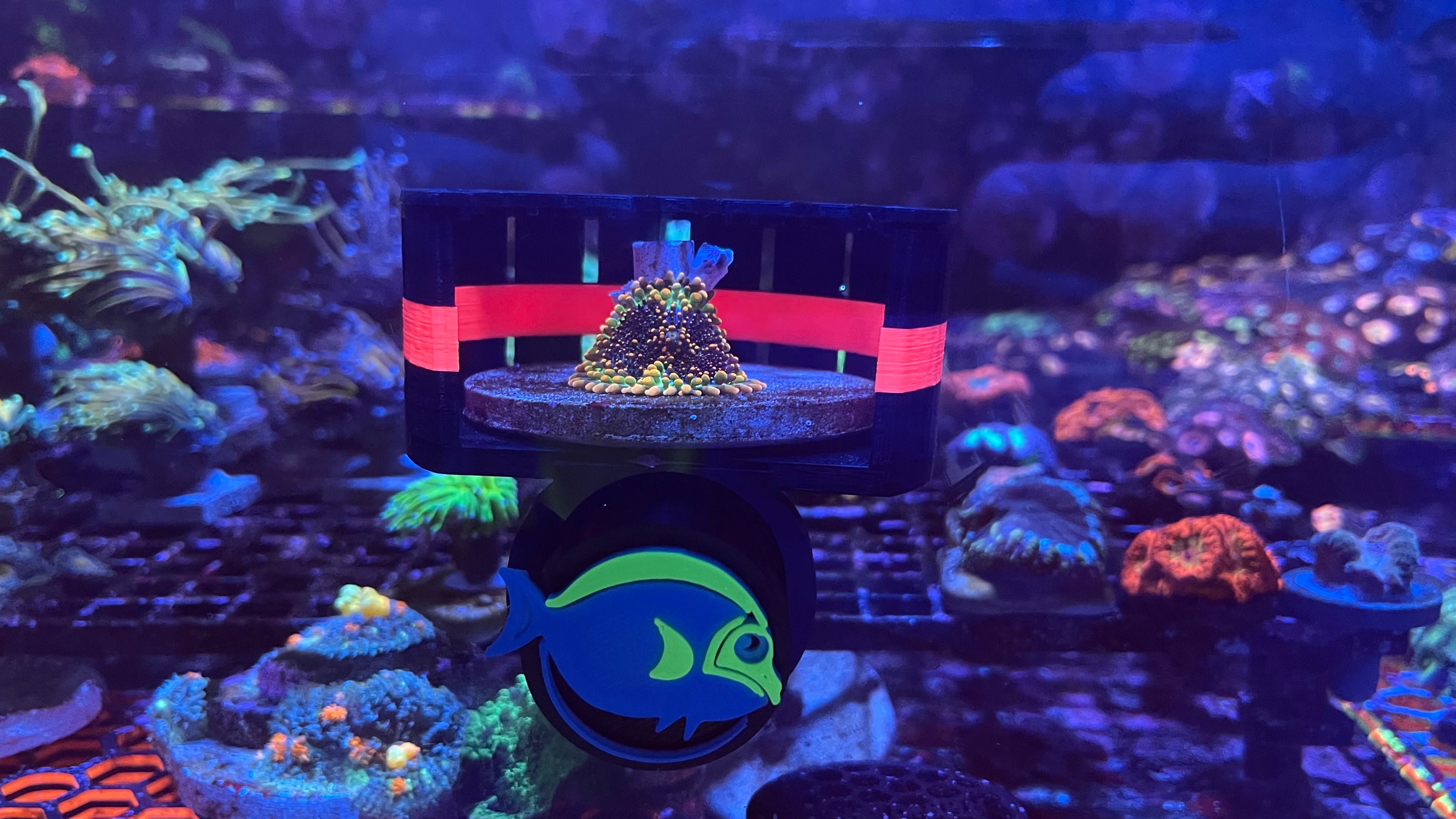 ClearShroom Magnetic Mushroom Cage